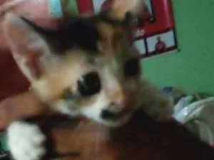 Gato raça Vira lata idade 2 a 6 meses nome Sem nome