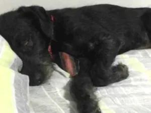 Cachorro raça SRD idade 7 a 11 meses nome Benedito 