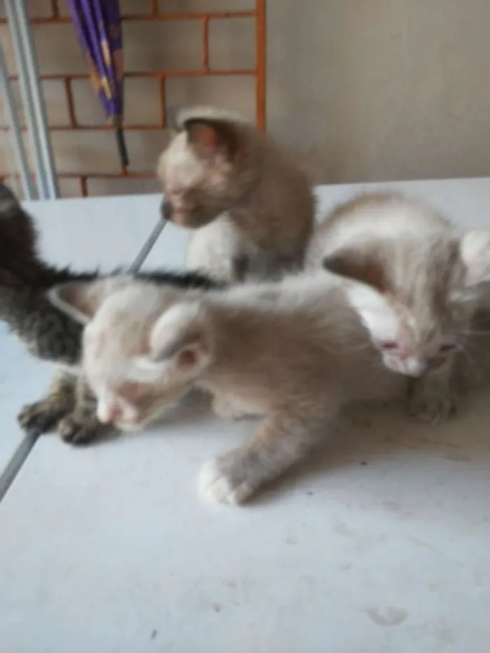 Gato ra a Diferente idade 2 a 6 meses nome Os Fofinhos