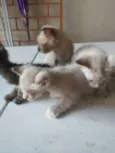 Os Fofinhos