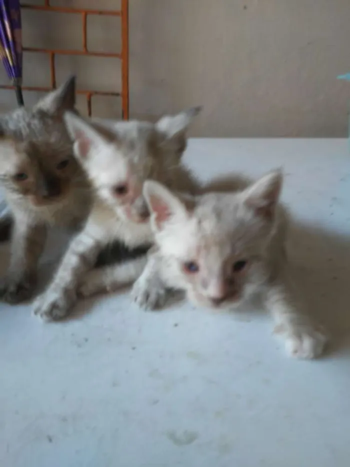 Gato ra a Diferente idade 2 a 6 meses nome Os Fofinhos