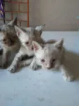 Os Fofinhos