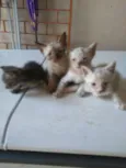 Os Fofinhos