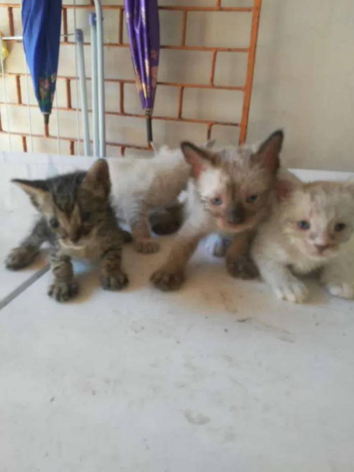 Gato ra a Diferente idade 2 a 6 meses nome Os Fofinhos
