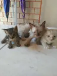 Os Fofinhos