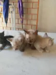 Os Fofinhos