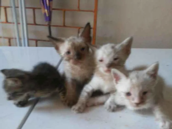 Gato ra a Diferente idade 2 a 6 meses nome Os Fofinhos