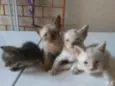 Os Fofinhos