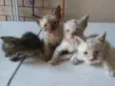 Os Fofinhos