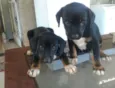 Pretinha