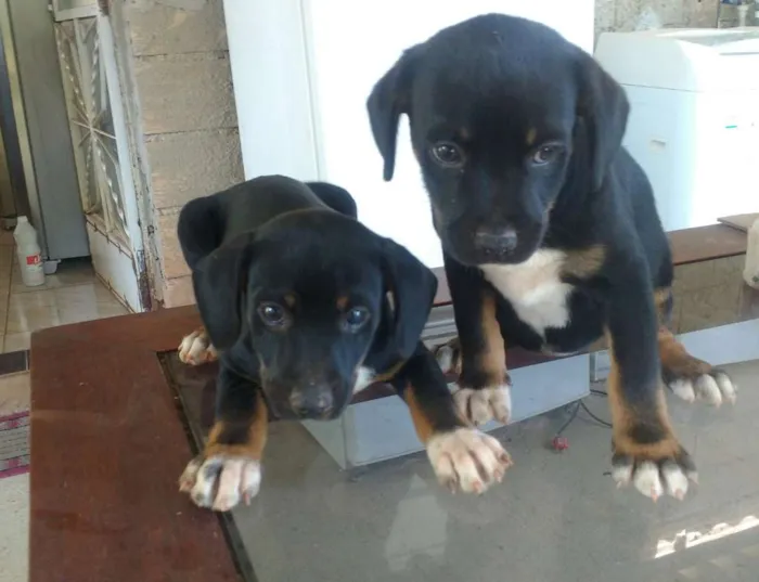 Cachorro raça Sem raca definida  idade 2 a 6 meses nome Pretinha