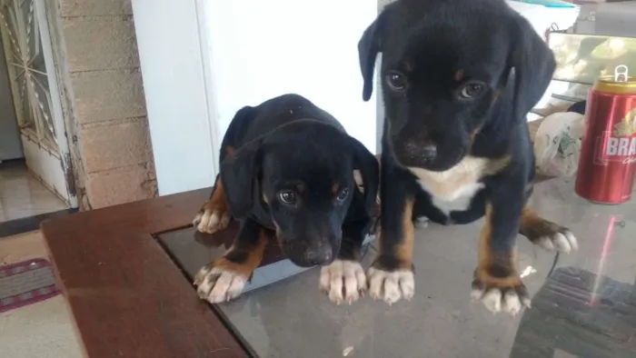 Cachorro raça Sem raca definida  idade 2 a 6 meses nome Pretinha