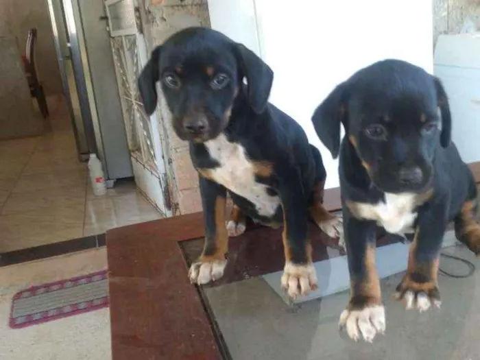 Cachorro raça Sem raca definida  idade 2 a 6 meses nome Pretinha