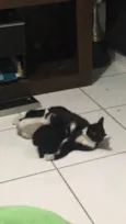 Gatinhos