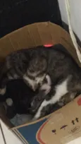 Gatinhos