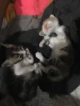 Gatinhos