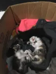 Gatinhos