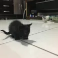 Gatinhos