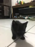 Gatinhos