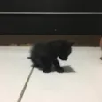 Gatinhos