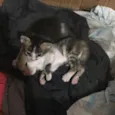 Gatinhos