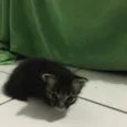 Gatinhos