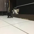 Gatinhos
