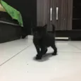 Gatinhos