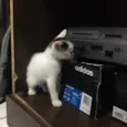 Gatinhos