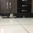 Gatinhos