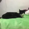 Gatinhos