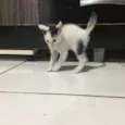 Gatinhos