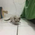 Gatinhos