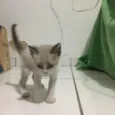 Gatinhos