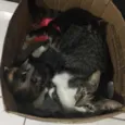 Gatinhos