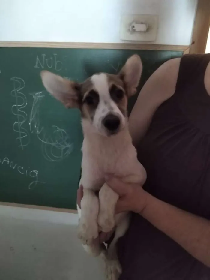 Cachorro raça SRD idade 2 a 6 meses nome Rowena