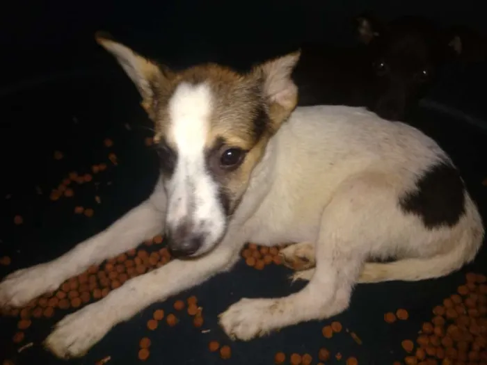 Cachorro raça SRD idade 2 a 6 meses nome Rowena