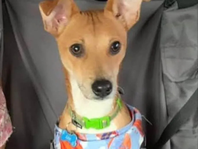 Cachorro raça Srd idade  nome Léo