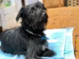 Snoopy