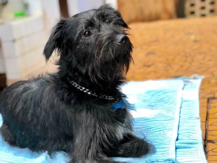 Cachorro ra a Srd idade  nome Snoopy
