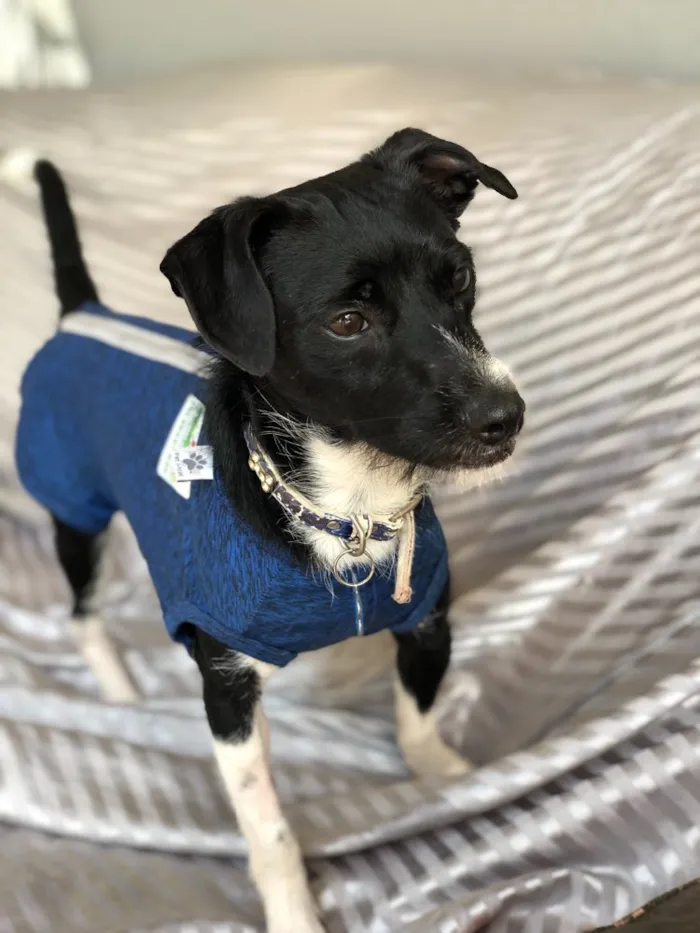 Cachorro raça Srd idade  nome Gael