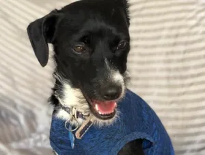 Cachorro raça Srd idade  nome Gael