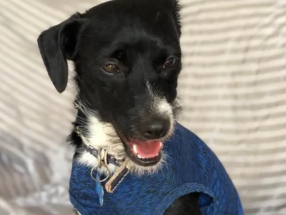 Cachorro raça Srd idade  nome Gael