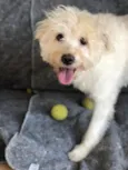 Toby