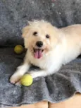 Toby