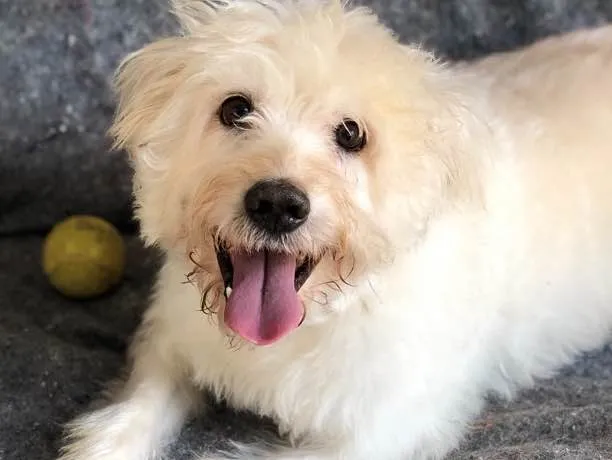 Cachorro ra a Srd idade  nome Toby