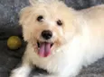Toby