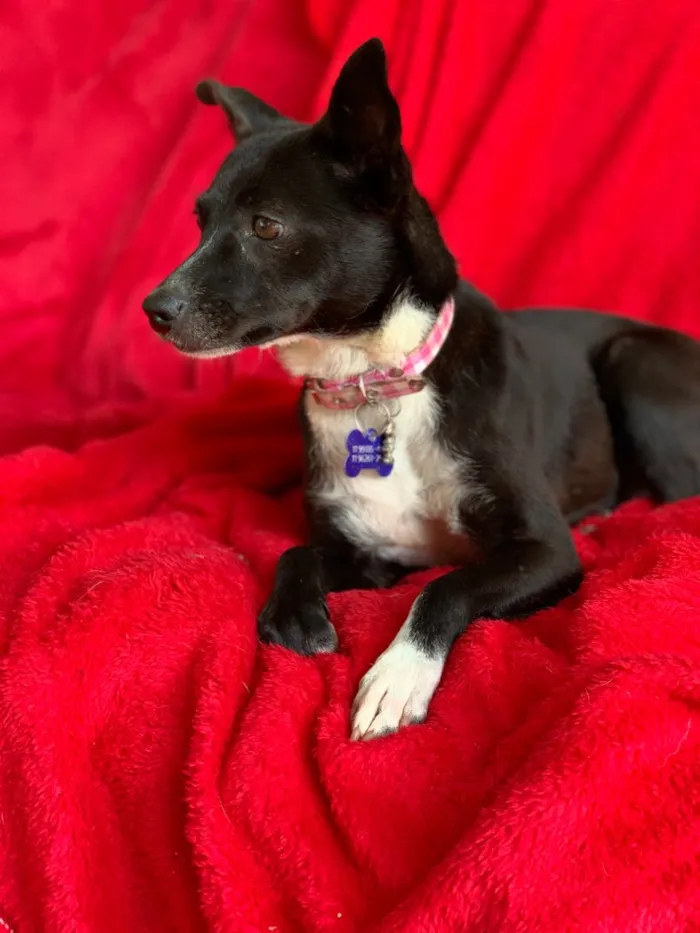 Cachorro ra a Srd idade  nome Matilda