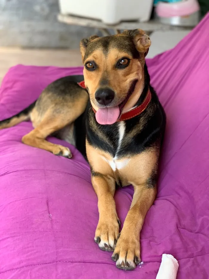 Cachorro ra a Srd idade  nome Filó