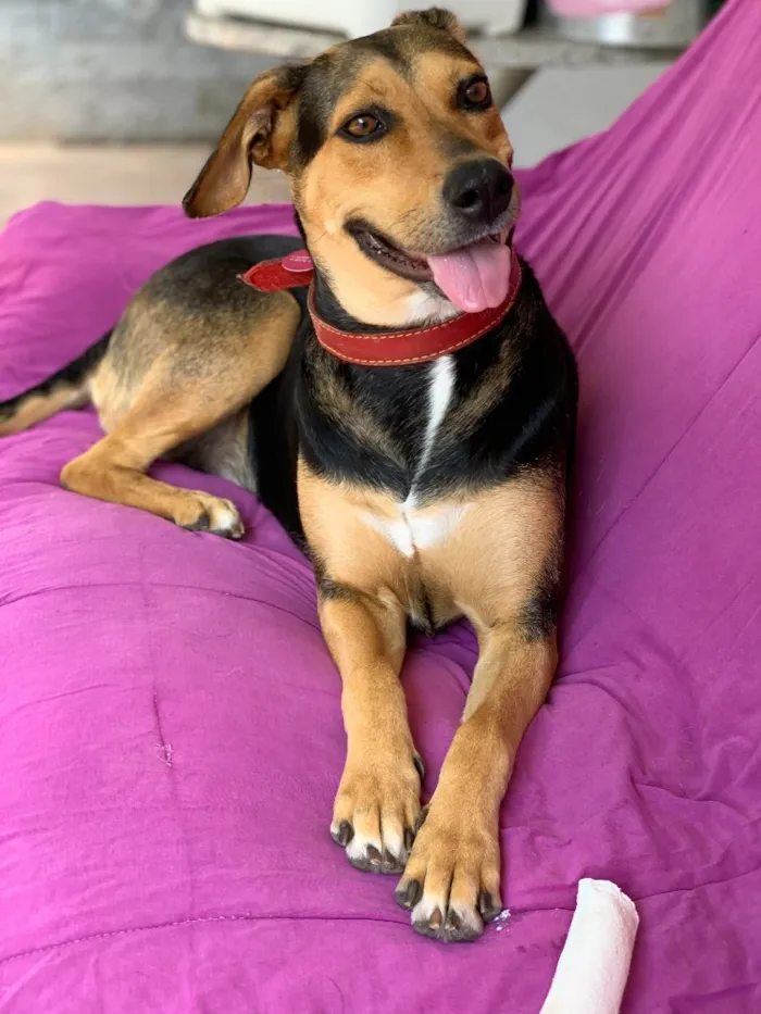 Cachorro ra a Srd idade  nome Filó